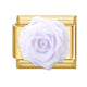 White Rose